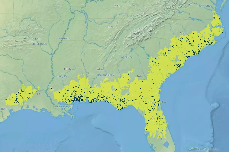 Ilex coriacea Native Range
