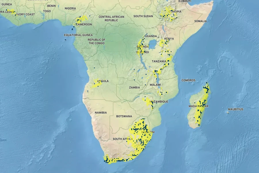 Ilex mitis Native Range