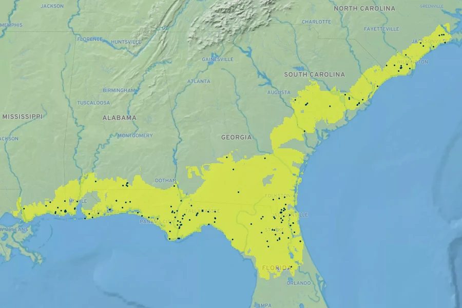 Ilex myrtifolia Native Range