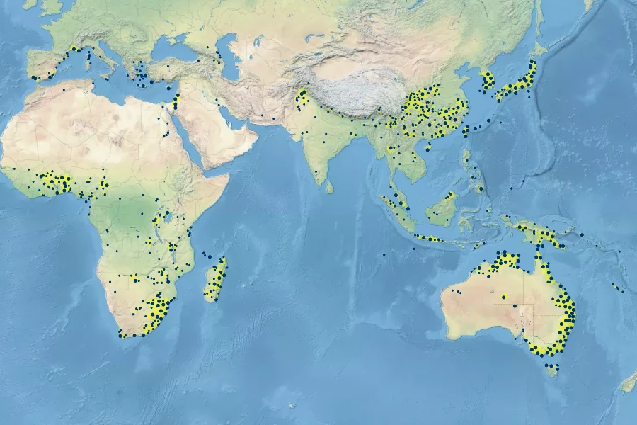 Imperata cylindrica Native Range