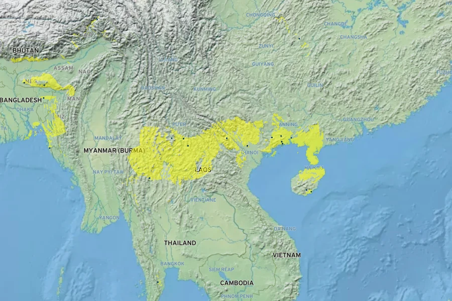 Jasminum laurifolium Native Range