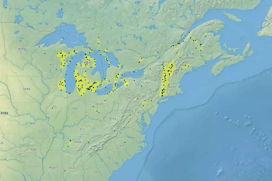 Juncus brachycephalus Native Range