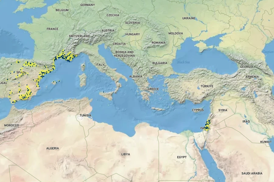 Juncus fontanesii Native Range