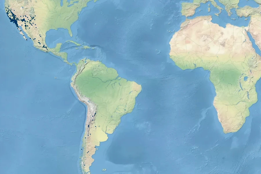 Juncus mexicanus Native Range