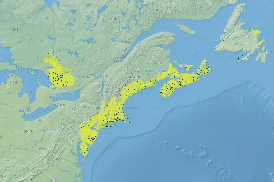 Juncus militaris Native Range