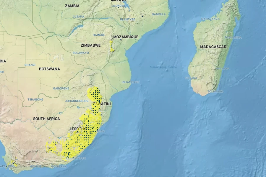 Kniphofia linearifolia Native Range