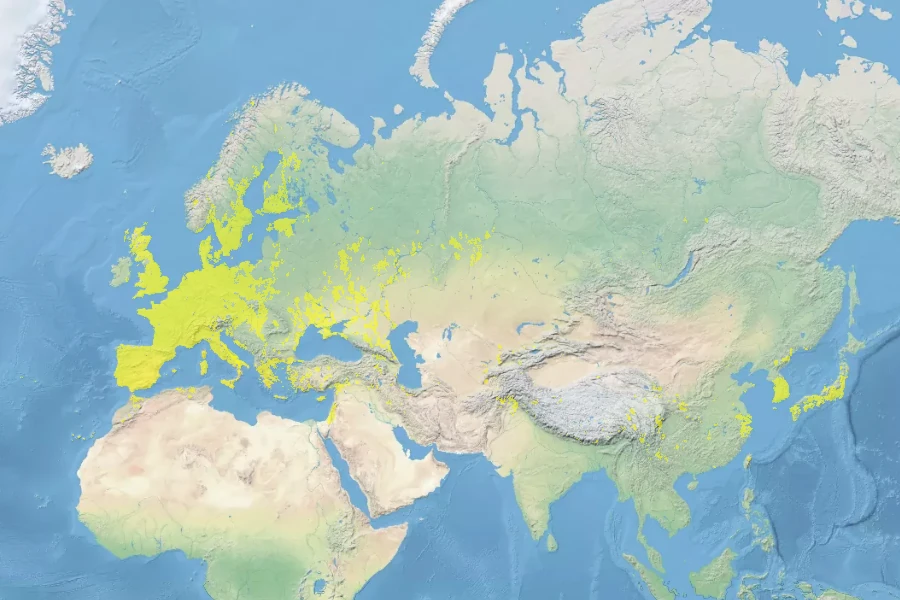 Lamium amplexicaule Native Range