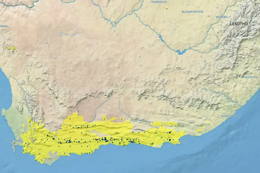 Leucadendron eucalyptifolium Native Range