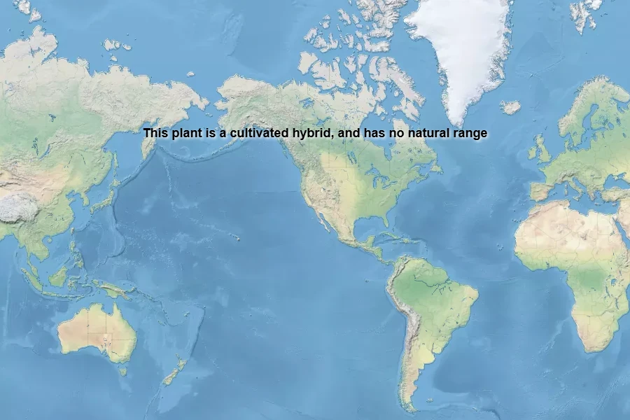 Leucanthemum ×superbum Native Range