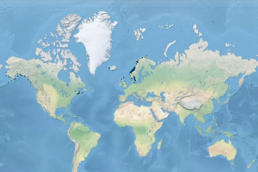 Ligusticum scoticum Native Range