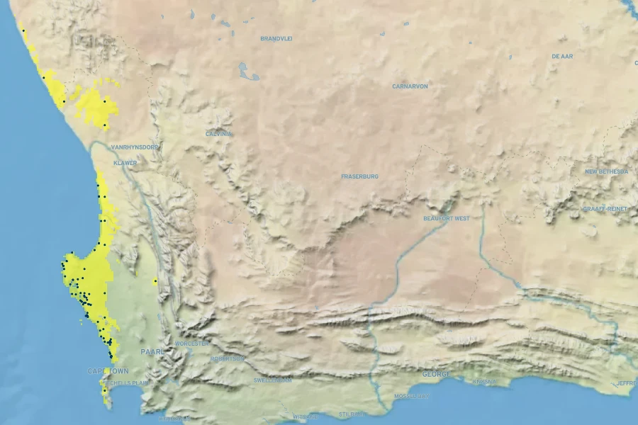 Limonium peregrinum Native Range