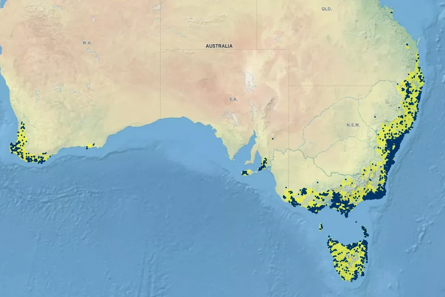 Lindsaea linearis Native Range