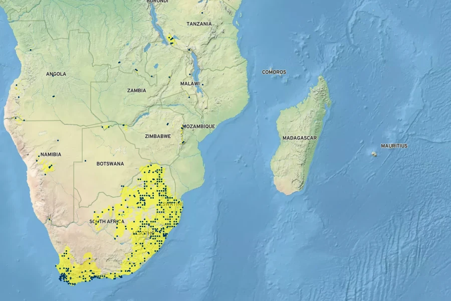 Lobelia erinus Native Range