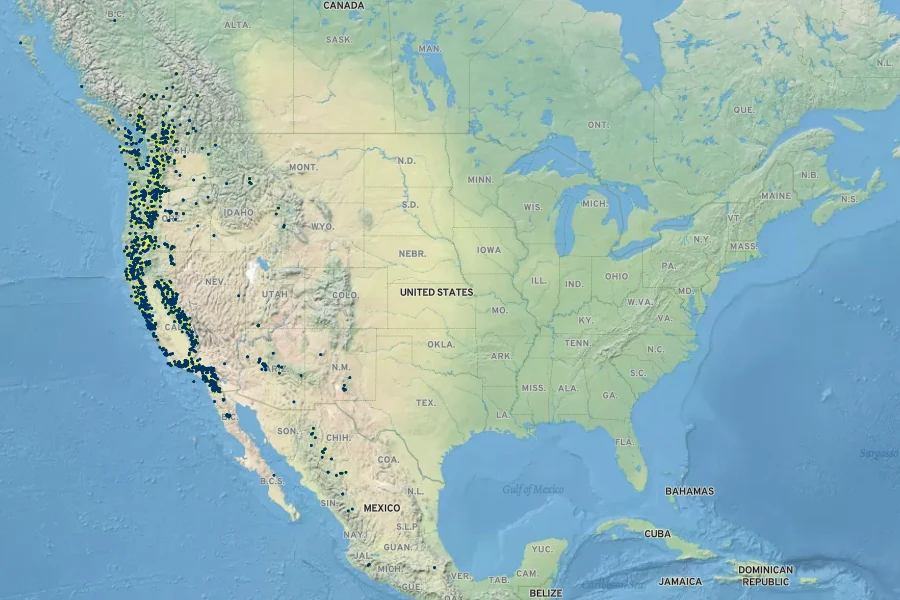 Lupinus latifolius Native Range