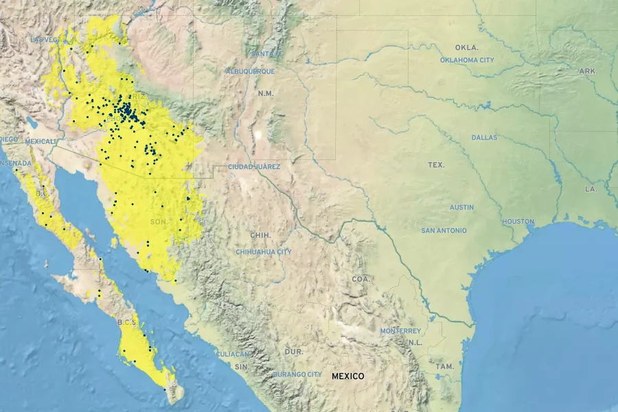 Lycium exsertum Native Range