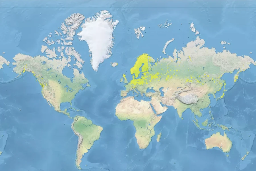 Lysimachia europaea Native Range