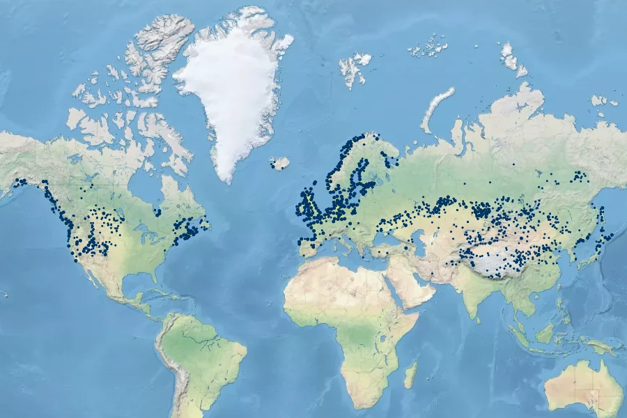 Lysimachia maritima Native Range