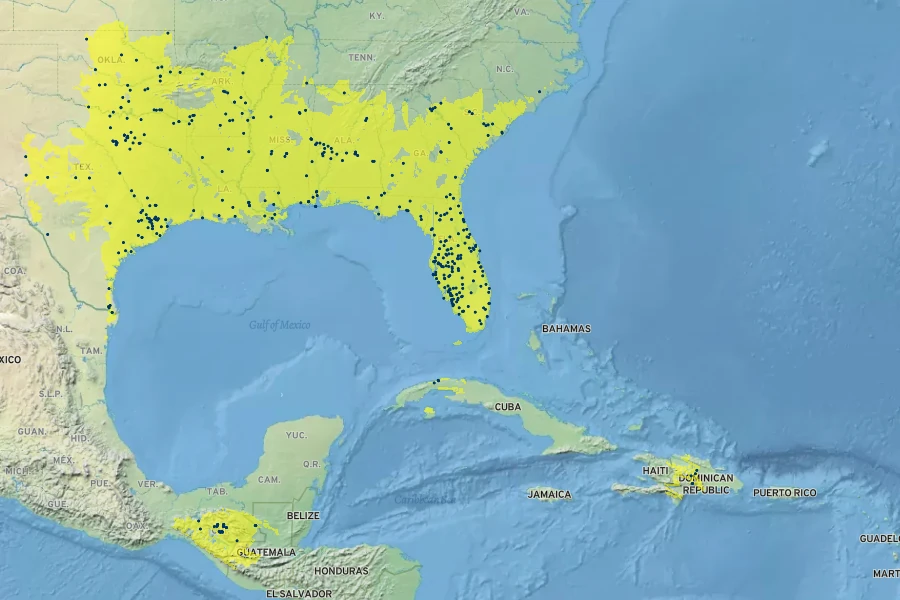 Lythrum lanceolatum Native Range