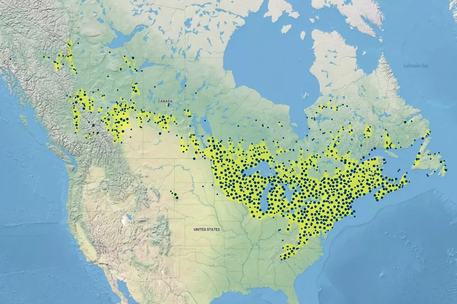 Maianthemum canadense Native Range