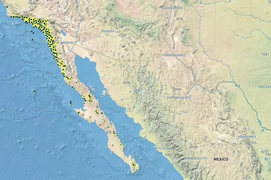 Malosma laurina Native Range