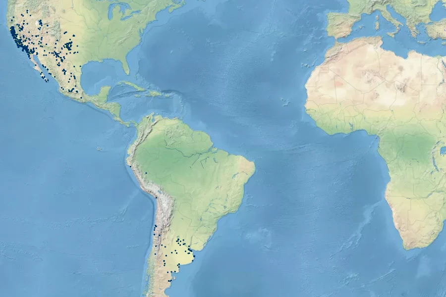 Malvella leprosa Native Range