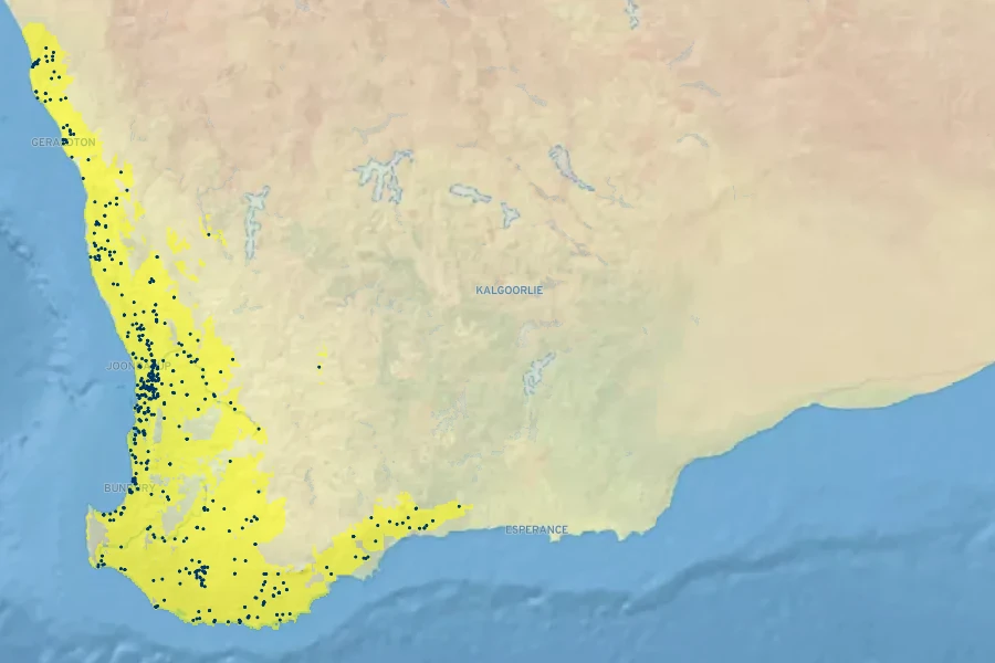Melaleuca rhaphiophylla Native Range