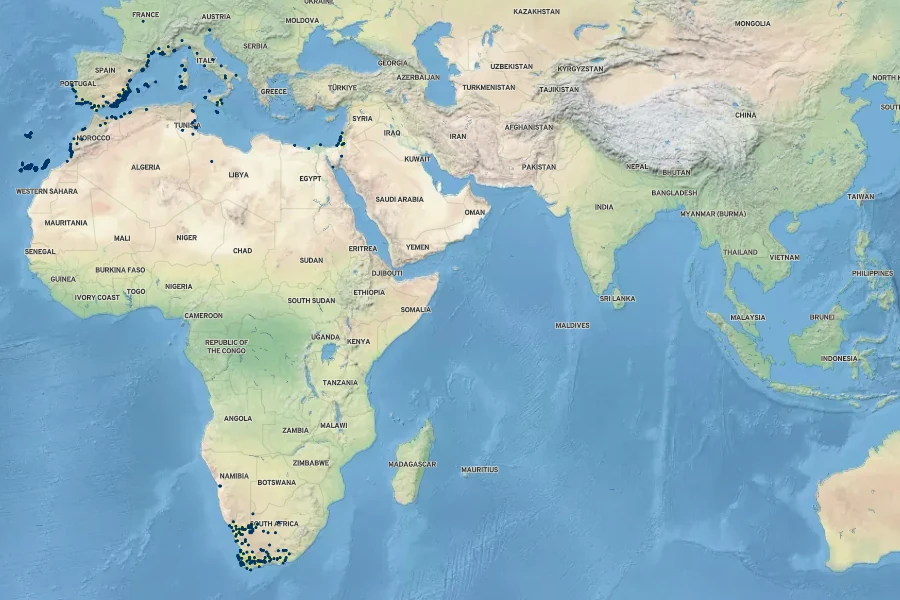 Mesembryanthemum crystallinum Native Range