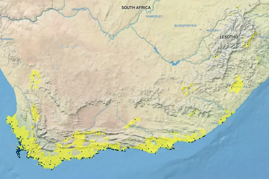 Metalasia muricata Native Range