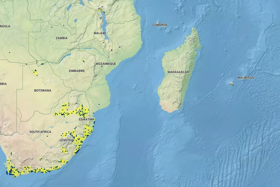 Morella serrata Native Range