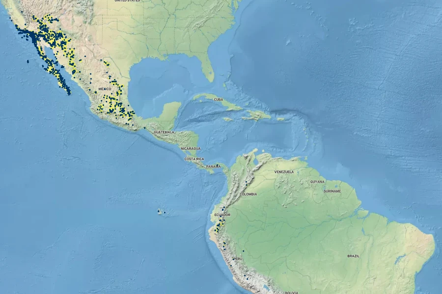 Muhlenbergia microsperma Native Range