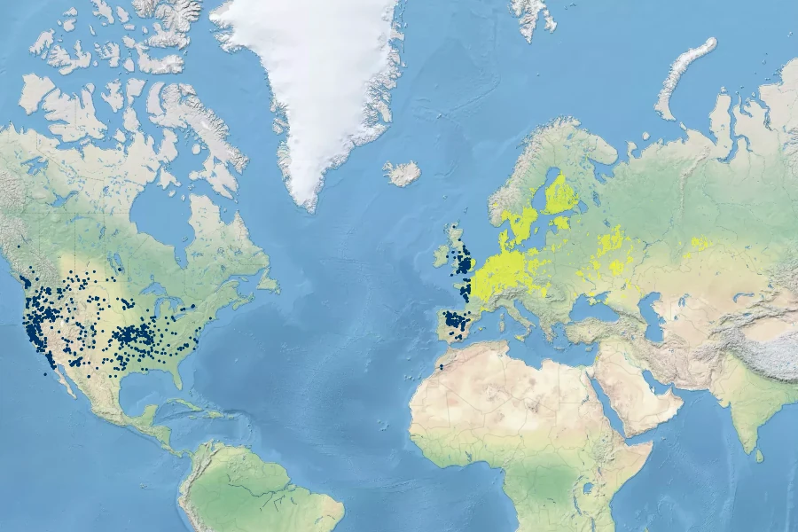 Myosurus minimus Native Range