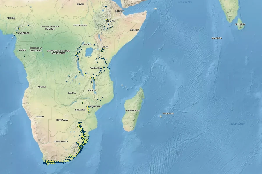 Myrsine melanophloeos Native Range