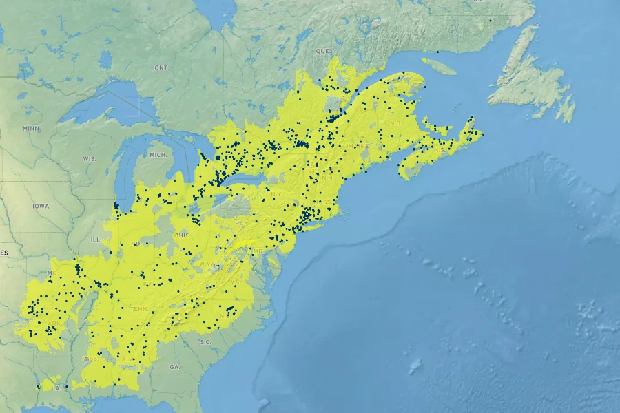 Nabalus altissima Native Range