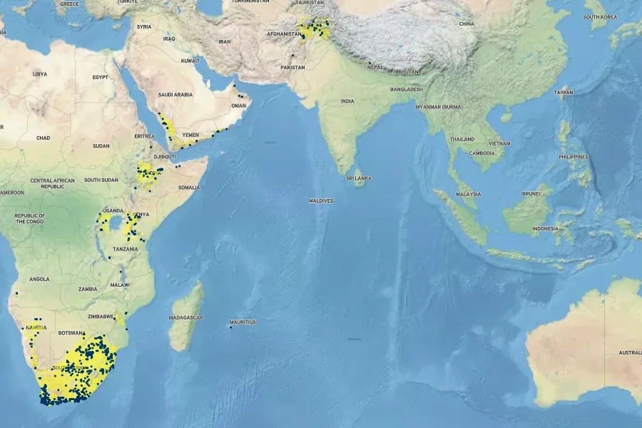 Olea europaea subsp. cuspidata Native Range