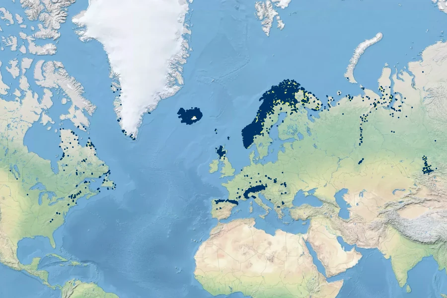 Oreojuncus trifidus Native Range