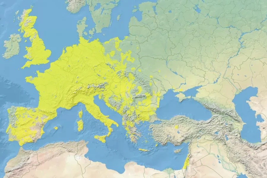 Ornithogalum umbellatum Native Range