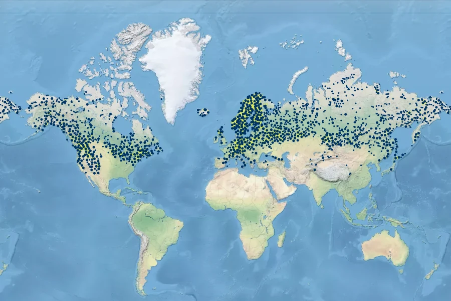 Orthilia secunda Native Range
