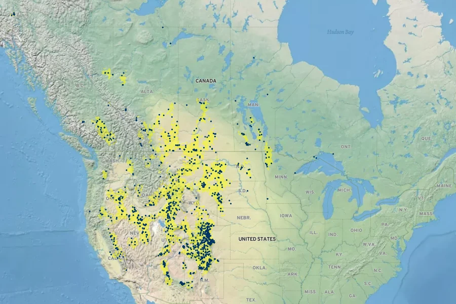 Orthocarpus luteus Native Range