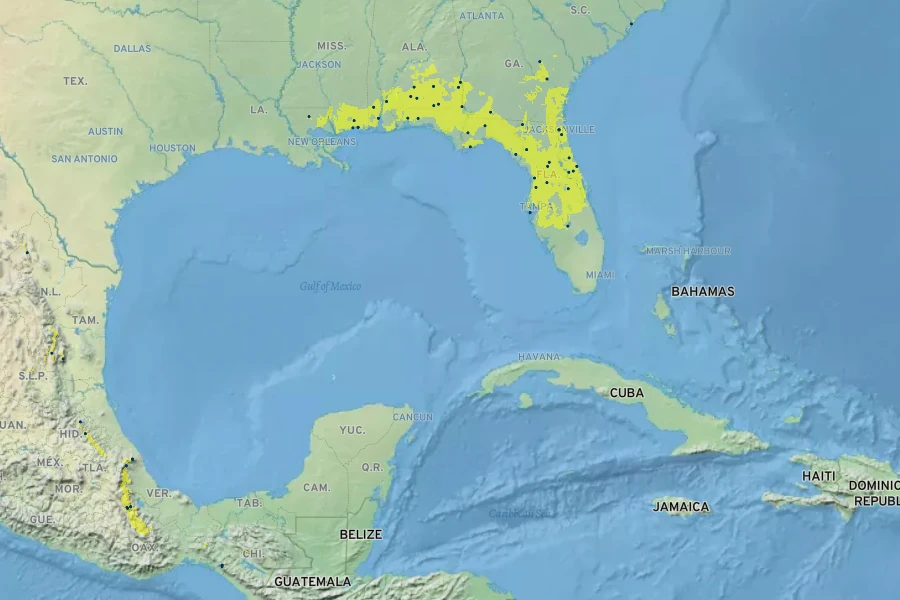 Osmanthus americanus Native Range