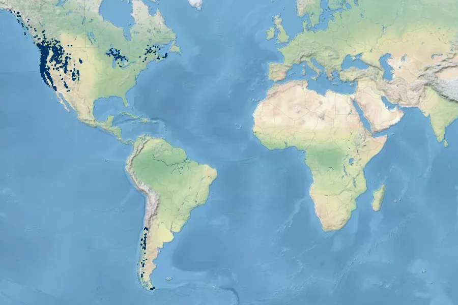 Osmorhiza berteroi Native Range