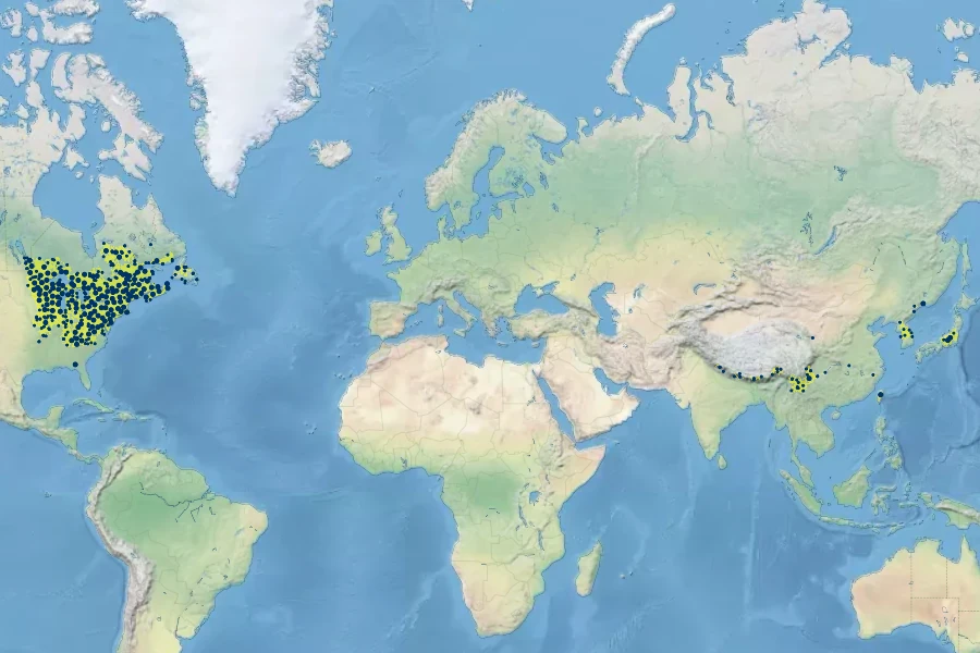 Osmunda claytoniana Native Range