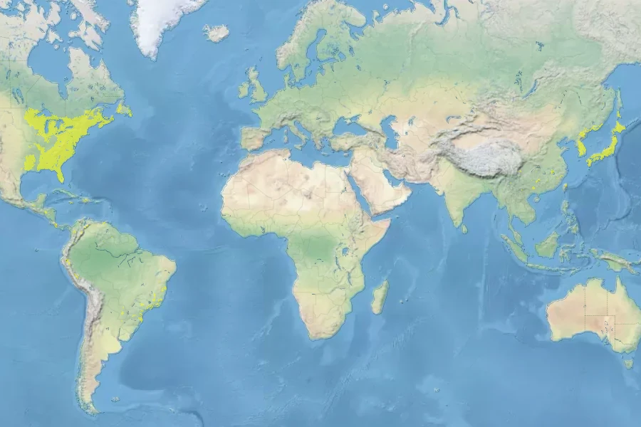 Osmundastrum cinnamomeum Native Range