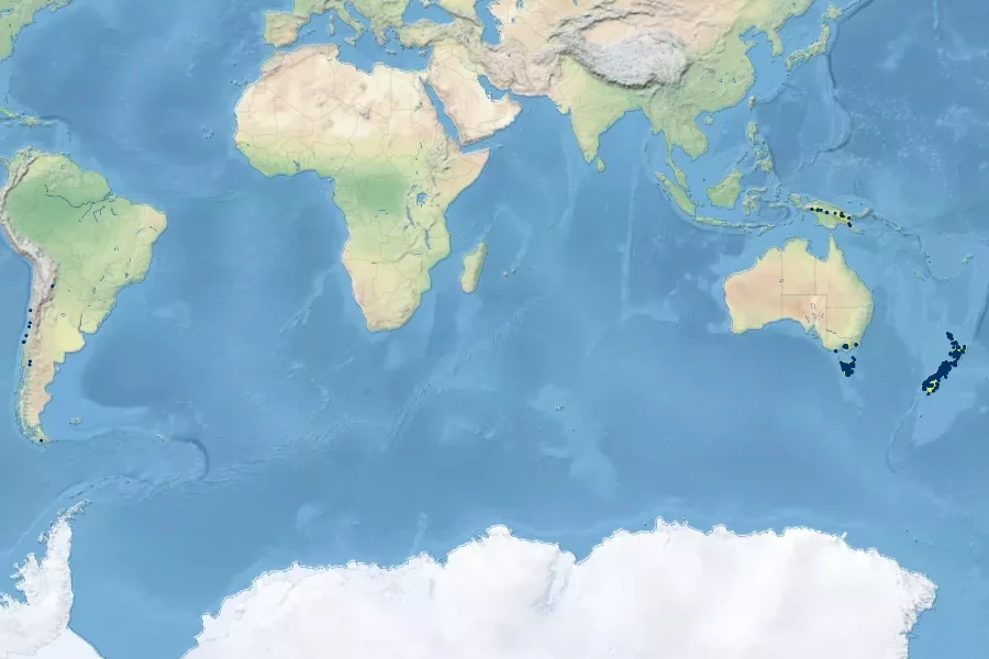 Oxalis magellanica Native Range