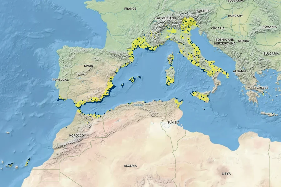 Pallenis maritima Native Range
