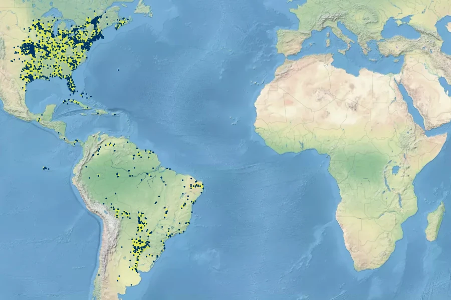 Panicum dichotomiflorum Native Range