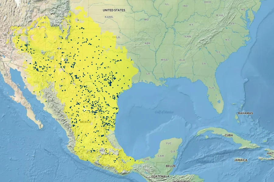Panicum hallii Native Range