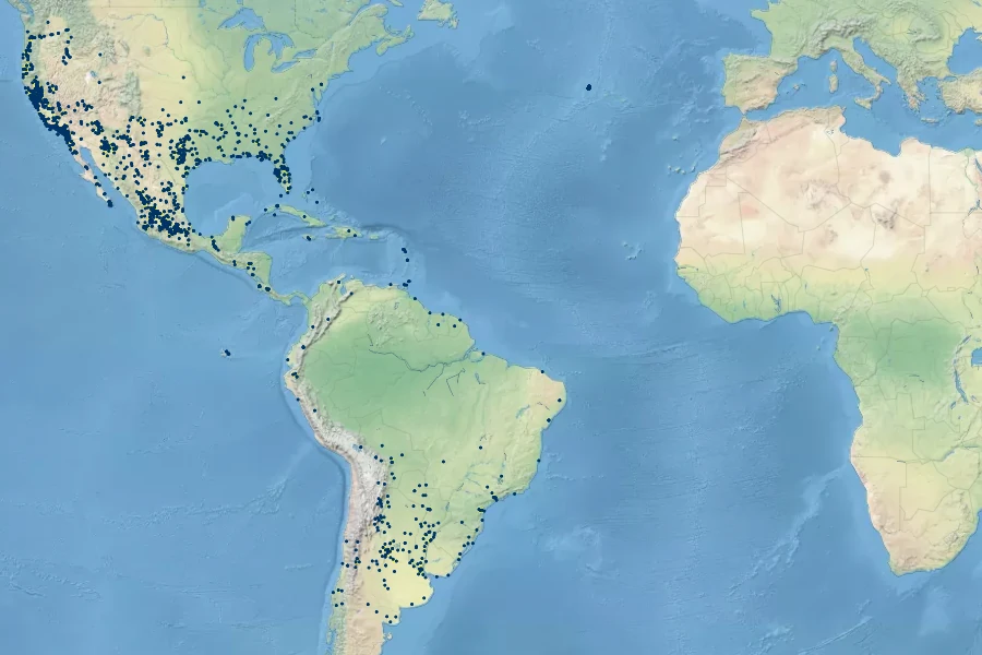 Paspalum distichum Native Range