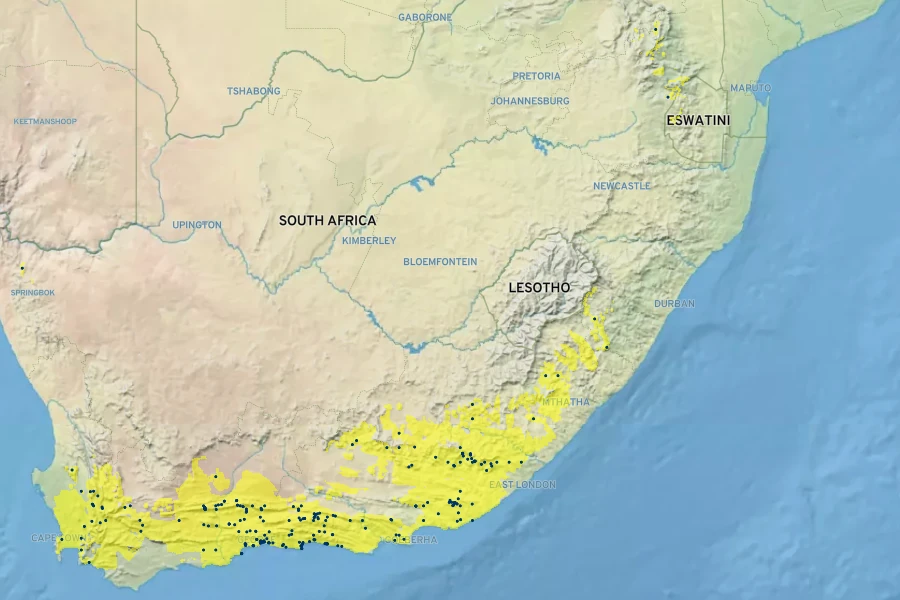 Pelargonium zonale Native Range