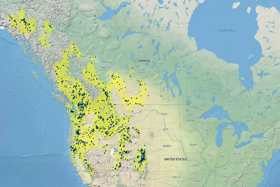 Penstemon procerus Native Range
