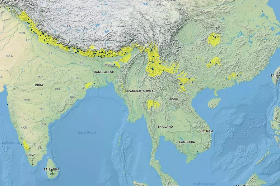 Persicaria capitata Native Range